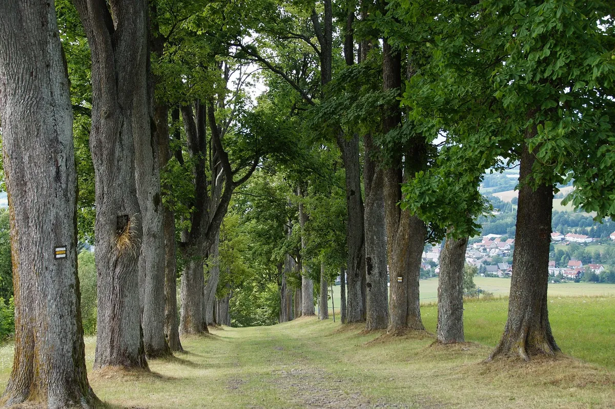 alley, nature, way, trees, summer, deciduous, tourist, brand, tree